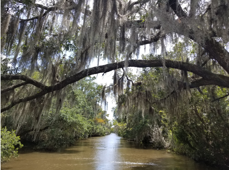 swamp photo