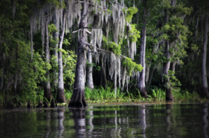 Blog post feature image - Journey to the Heart of Nature in Southern Louisiana